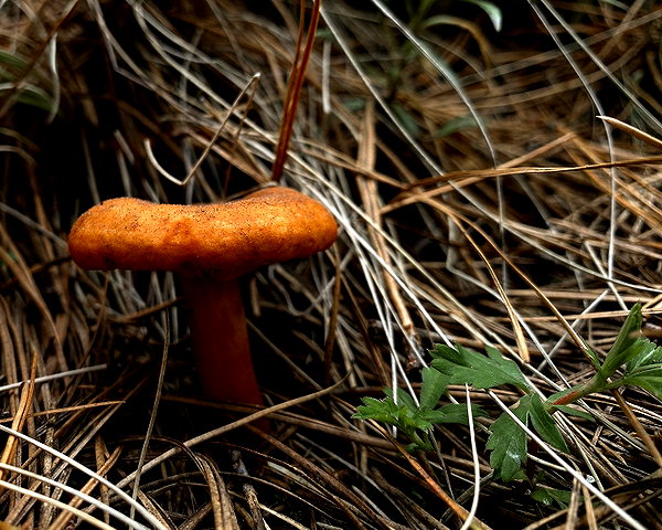 petite.carrot instagram image archive image