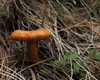 petite.carrot Altpins Profile Picture