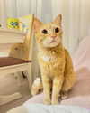 owlydiaa Altpins Profile Picture