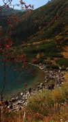 liron_haas Altpins Profile Picture