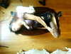 leonanaomii Altpins Profile Picture