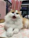 mennyaah Altpins Profile Picture