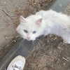 llofreaki Altpins Profile Picture