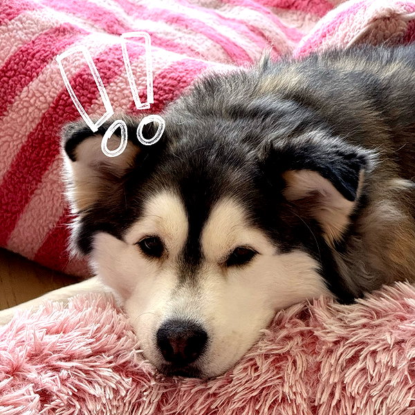 shulunc instagram image archive image