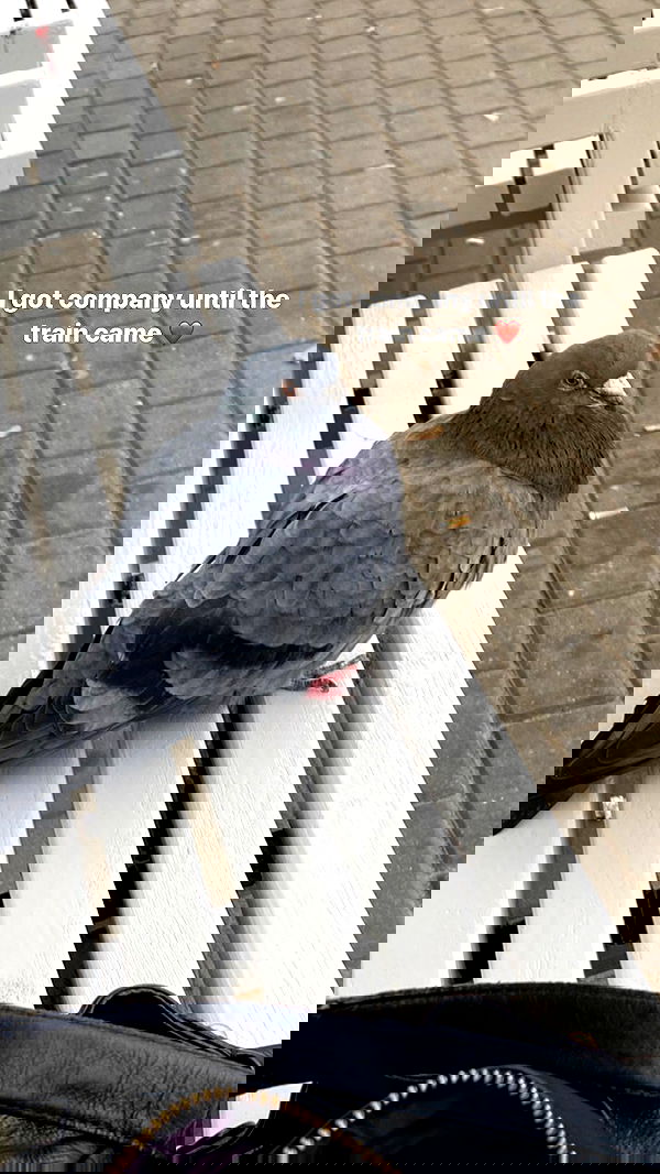 vwnrottie vwnrottie archive image