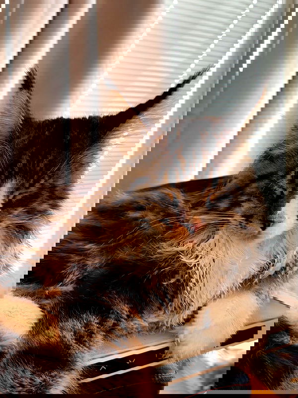 silkton image ~ Altpins