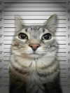milkiwifey Altpins Profile Picture