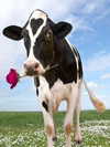 milkiwifey Altpins Profile Picture