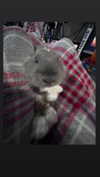 luvstuff3r Altpins Profile Picture
