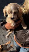 poppyymatildaa Altpins Profile Picture