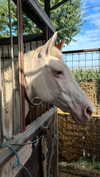 zaini.wiss Altpins Profile Picture