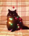 kayyybear Altpins Profile Picture