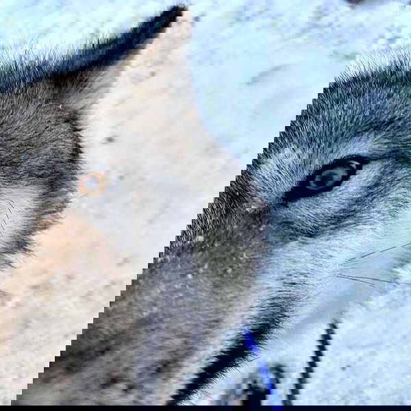 missnyxdawn missnyxdawn archive image