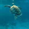 elizabrowne_ Altpins Profile Picture