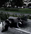 amanitalis Altpins Profile Picture
