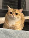 israel_adele_ Altpins Profile Picture
