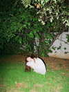 milena_milachich Altpins Profile Picture