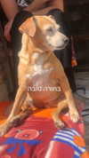 maori_cohen Altpins Profile Picture