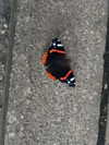 nishymoon_ Altpins Profile Picture