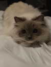 protheme Altpins Profile Picture