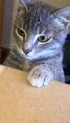 helikoous Altpins Profile Picture