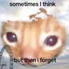 sashasucc Altpins Profile Picture