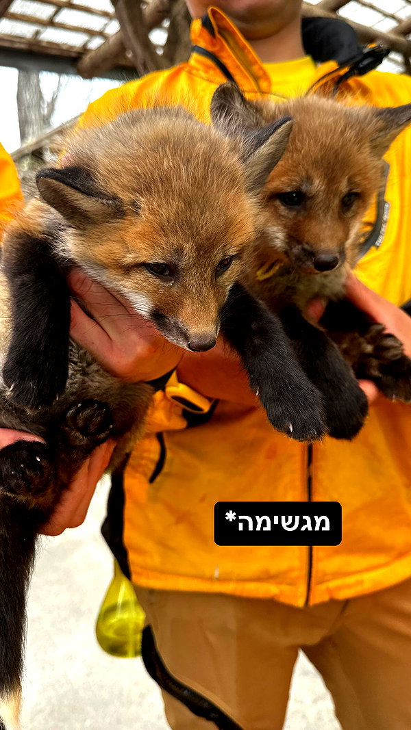 _dafi_lu instagram image archive image