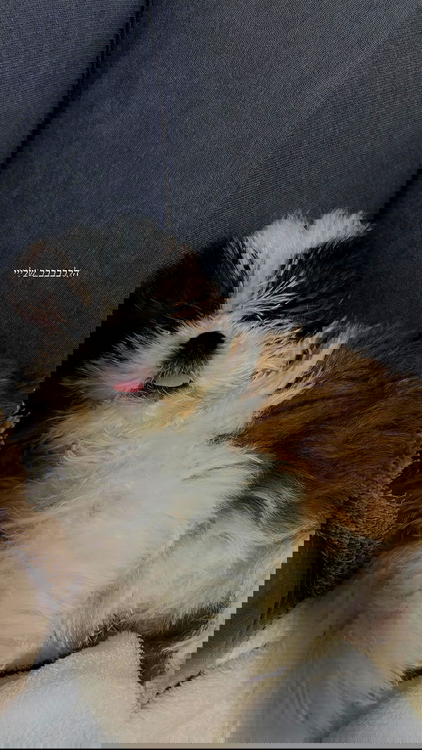 noammalka___ noammalka___ archive image