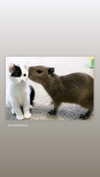 babynympho_archive Altpins Profile Picture