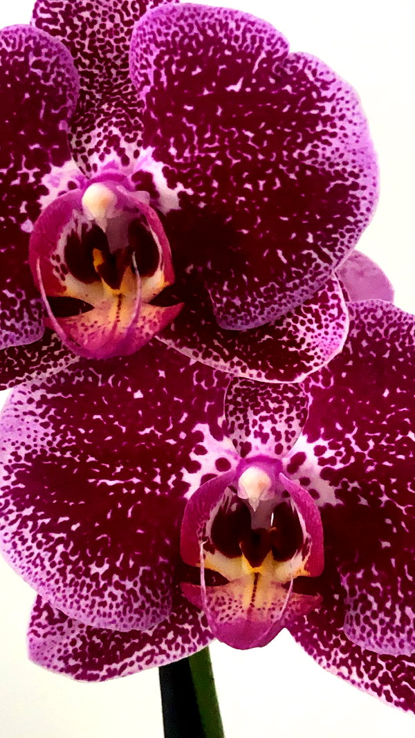 eva.6stuma.com6 instagram image archive image