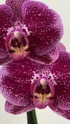 eva.6stuma.com6 Altpins Profile Picture