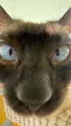 dante_yangpa Altpins Profile Picture
