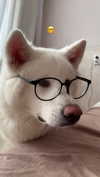 kriskaik Altpins Profile Picture