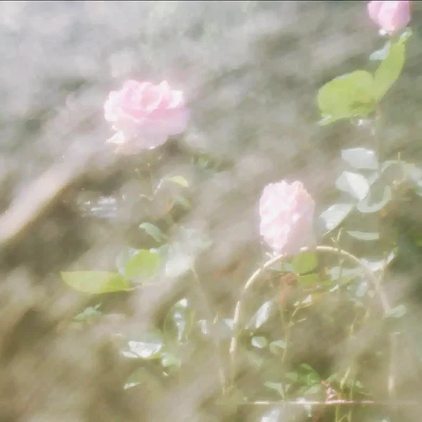 Archived image from @ssarnvd on Instagram