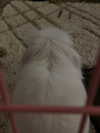 danielle.mercedie Altpins Profile Picture