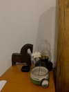 gisellelee8 Altpins Profile Picture