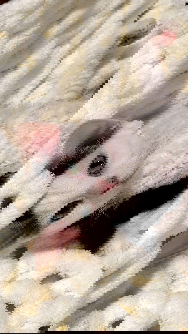 quarterjade quarterjade archive image