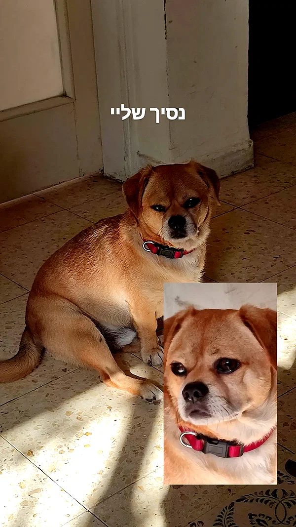 alma.almog instagram image archive image