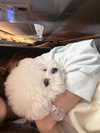 dear.zia Altpins Profile Picture