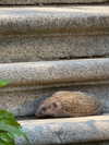 nikoleta.milenova Altpins Profile Picture