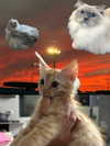 mishel116 Altpins Profile Picture