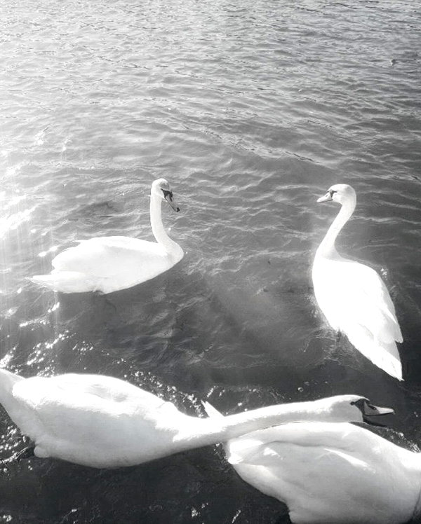 Archived image from @ssarnvd on Instagram