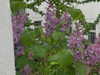marlene_808 Altpins Profile Picture