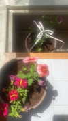 babynympho_archive Altpins Profile Picture
