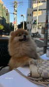 arielgino_ Altpins Profile Picture