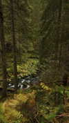 liron_haas Altpins Profile Picture