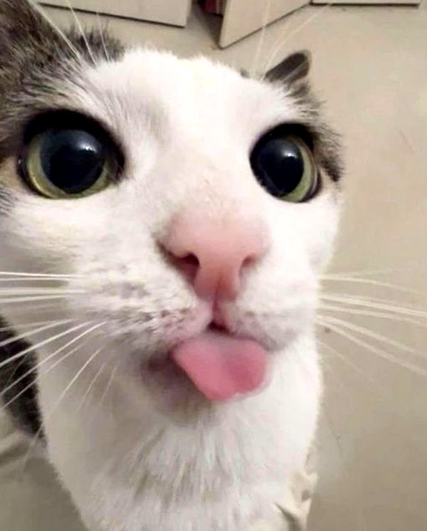 purrrik purrrik archive image