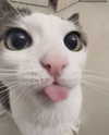 purrrik Altpins Profile Picture