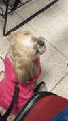 violetpau_ Altpins Profile Picture