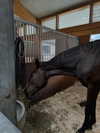 lilih Altpins Profile Picture